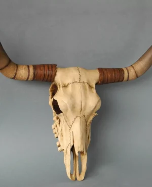 Head of Bull