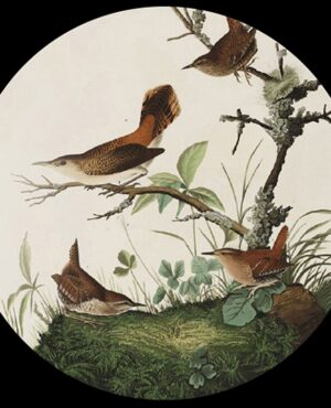 Audubon