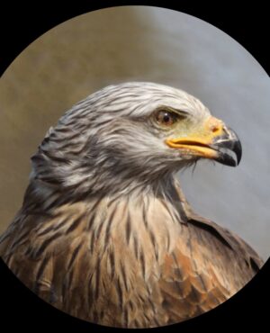 Milan royal