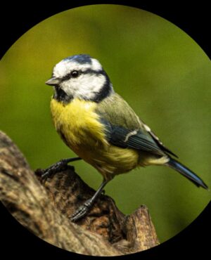 Mésange bleue