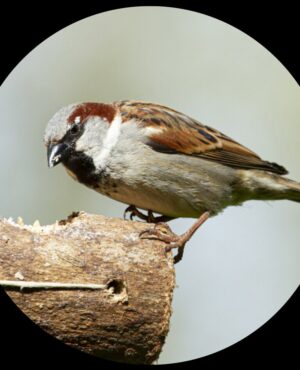 Moineau domestique