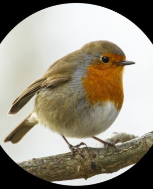 Rouge-gorge familier